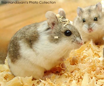 Cara memelihara hamster  kifokifo